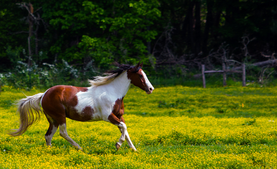 Great Smokey Mountains