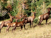 Rocky Mountain National Park