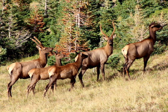 Rocky Mountain National Park
