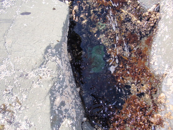 Olympic National Park