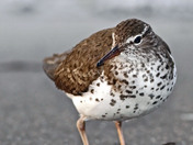 Spotted Sandpiper