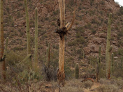 Saguaro National Park West