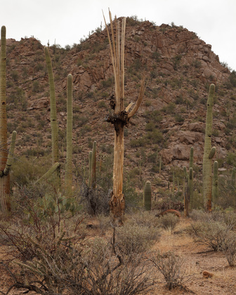 Saguaro National Park West