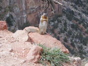 Grand Canyon National Park