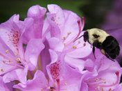 Coming in for landing