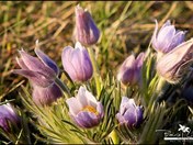 Spring Crocus
