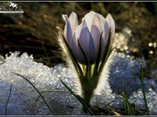 Crocus