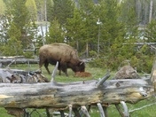 Yellowstone National Park