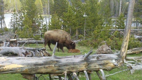 Yellowstone National Park