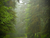 Siuslaw Nationl Forest