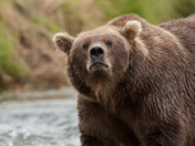 Katmai National Park