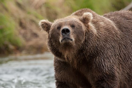 Katmai National Park