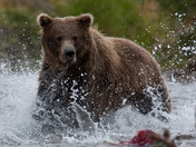 Katmai National Park