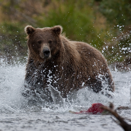Katmai National Park