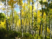 Gunnison National Forest
