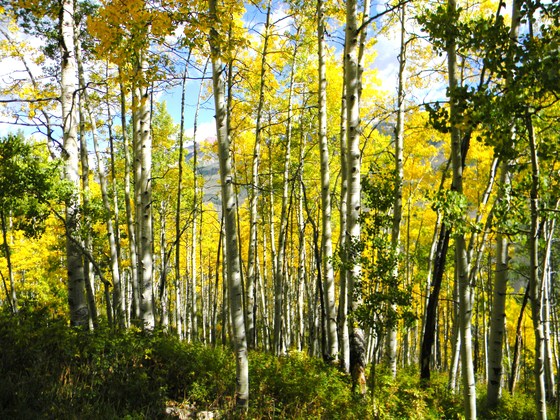 Gunnison National Forest