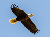 Blackwater National Refuge