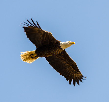 Blackwater National Refuge