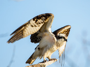 Blackwater National Refuge