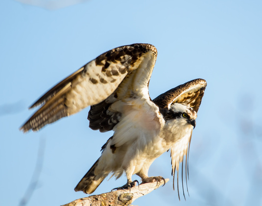 Blackwater National Refuge