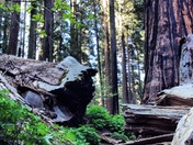 Sequoia National Park/ Kings Canyon 