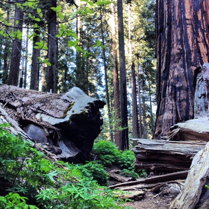 Sequoia National Park/ Kings Canyon 