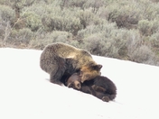 Yellowstone National Park