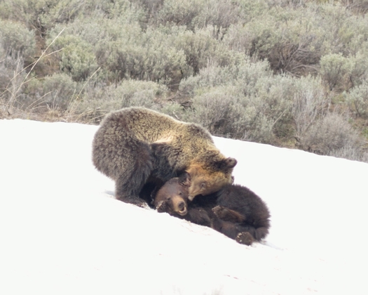 Yellowstone National Park