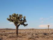 Mojave National Preserve