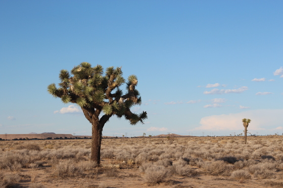 Mojave National Preserve