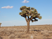 Mojave National Preserve