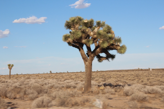 Mojave National Preserve