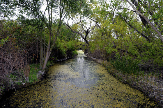 IRWD San Joaquin Marsh & Wildlife Sanctuary