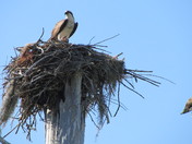 Ding Darling National  Wildlife Refuge