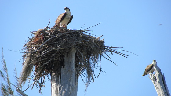 Ding Darling National  Wildlife Refuge
