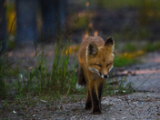 Red Fox at Sunset