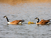Goose Family