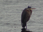 Great Heron