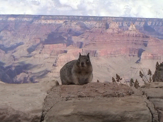 GRAND CANYON