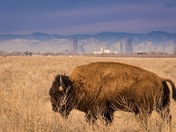 Rocky Mountain Arsenal National Park