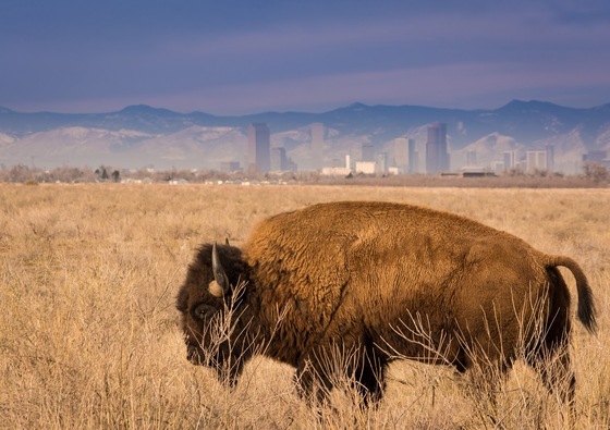Rocky Mountain Arsenal National Park