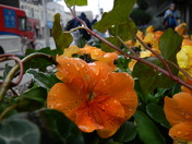 A Very Wet Orange Pansy