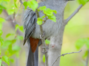 Gray Catbird