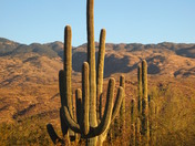 Saguaro National Park