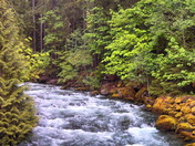 Gifford-Pinchot National Forest