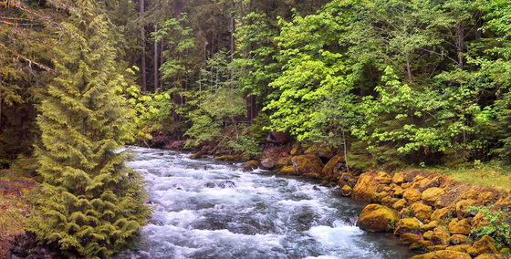 Gifford-Pinchot National Forest