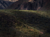 Tonto National Forest
