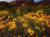Tonto National Forest 