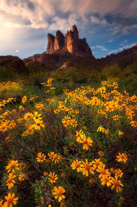 Tonto National Forest 