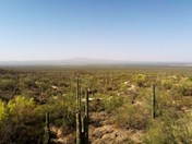 Saguaro National Park